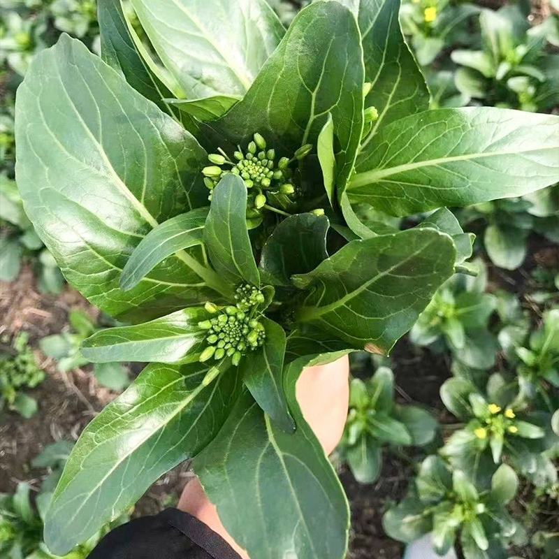 甜菜心种子早熟抗热耐湿青菜春秋四季播农家阳台庭院盆栽种植