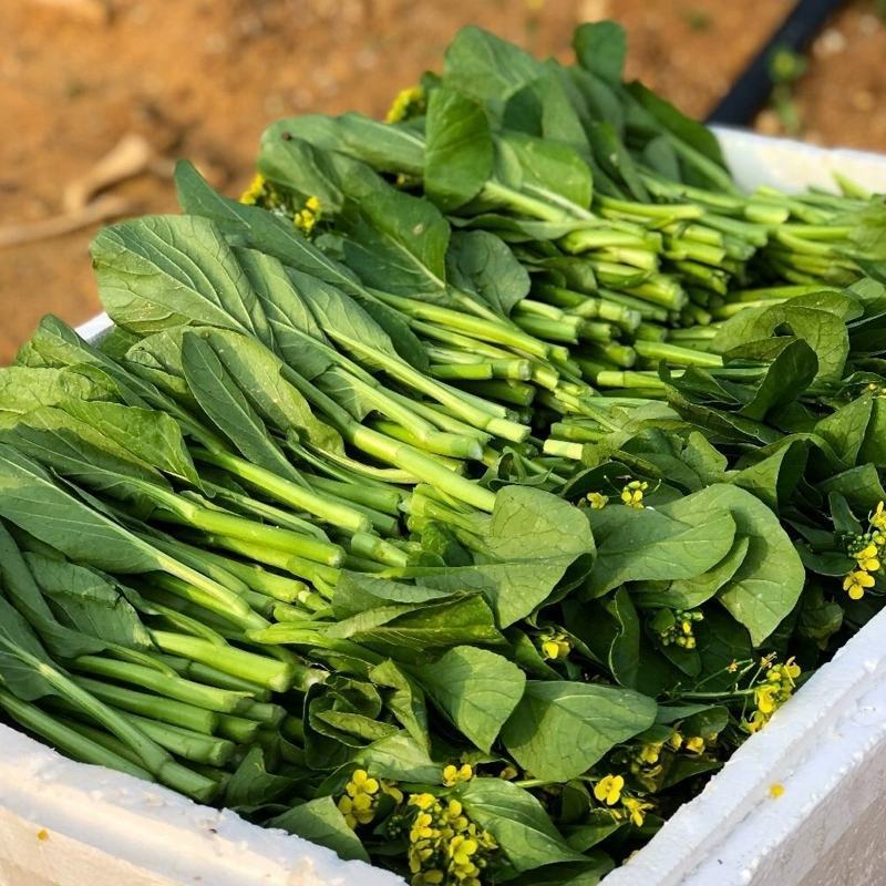 甜菜心种子早熟抗热耐湿青菜春秋四季播农家阳台庭院盆栽种植