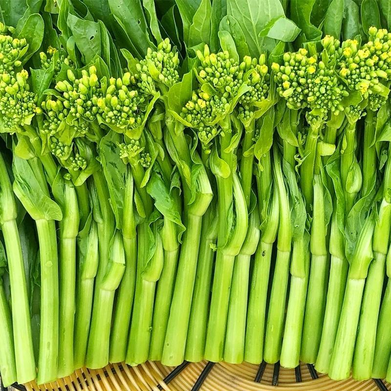 甜菜心种子早熟抗热耐湿青菜春秋四季播农家阳台庭院盆栽种植