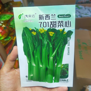 甜菜心种子早熟抗热耐湿青菜春秋四季播农家阳台庭院盆栽种植