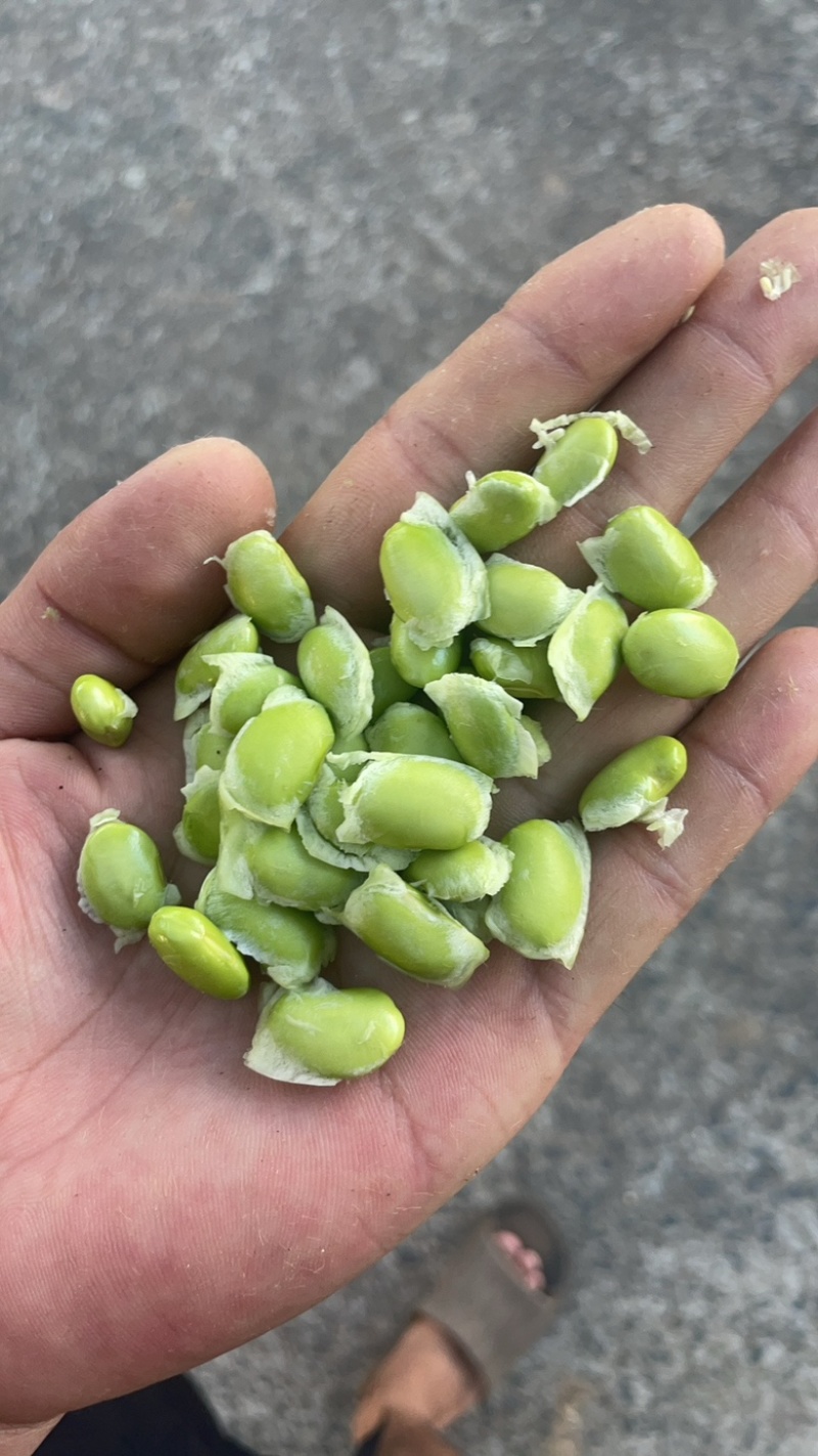 打量供应大青豆