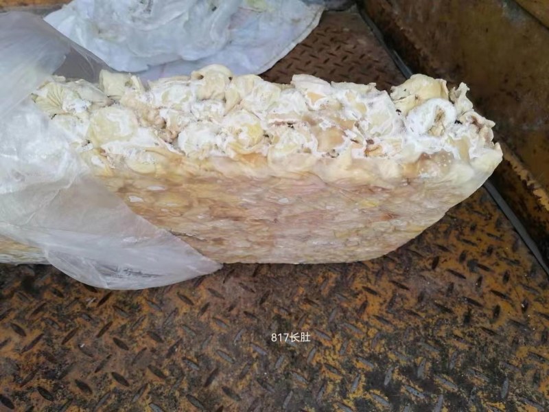 蛋鸡嗉皮圆肚（八成熟）