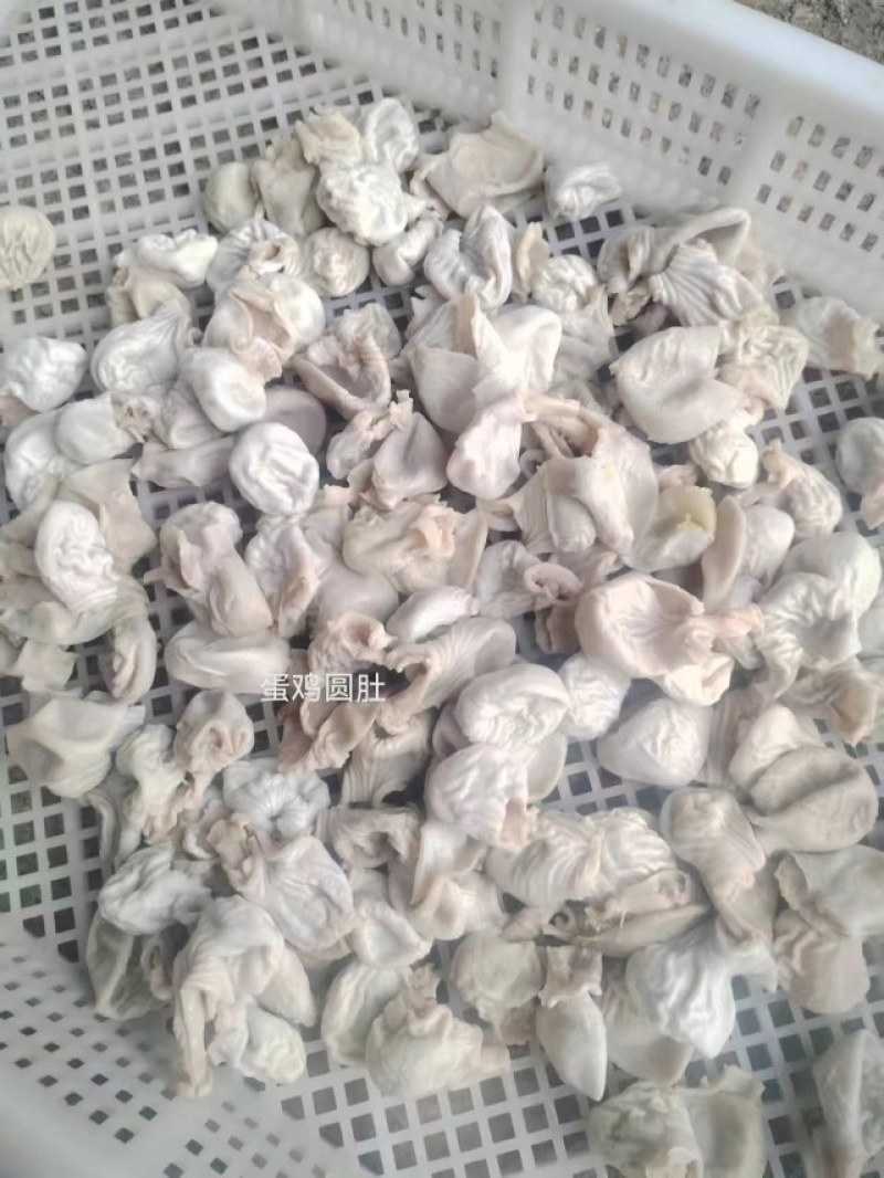蛋鸡嗉皮圆肚（八成熟）