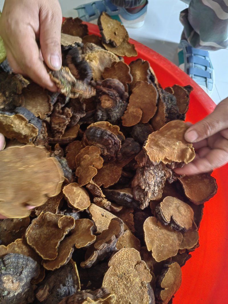 白马桑菌