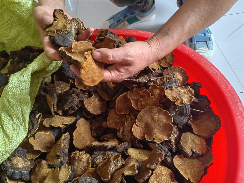 白马桑菌
