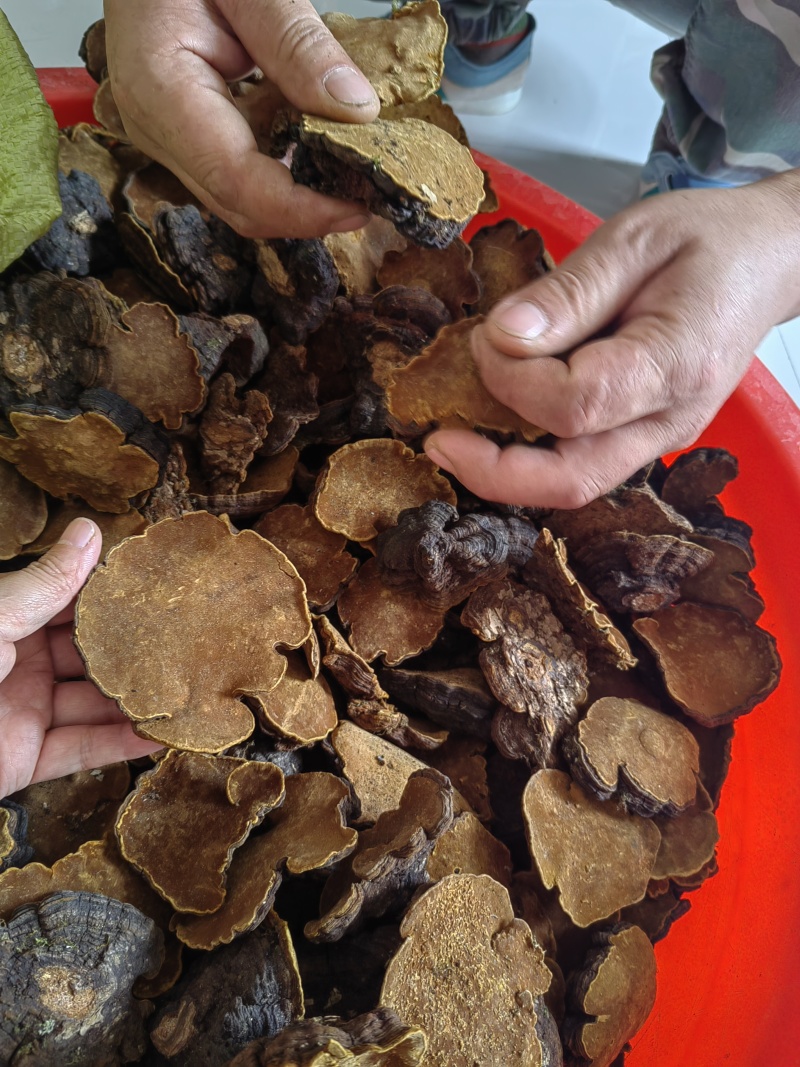 白马桑菌