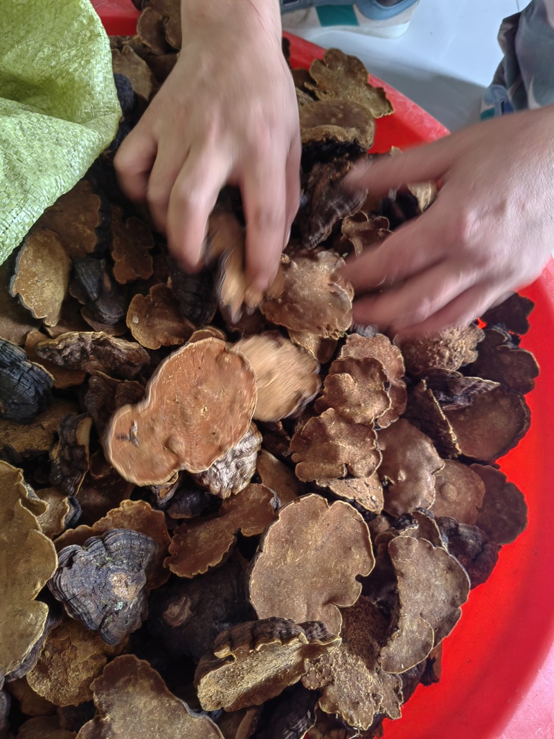 白马桑菌