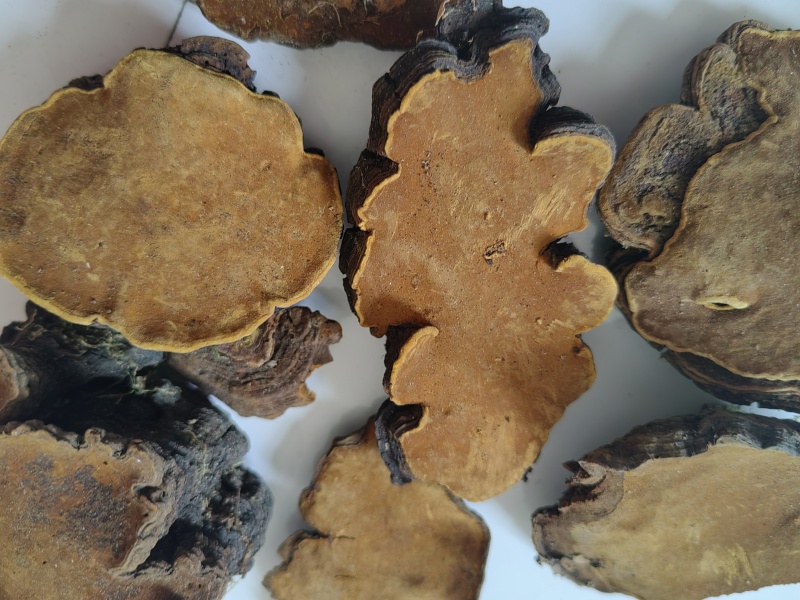 白马桑菌