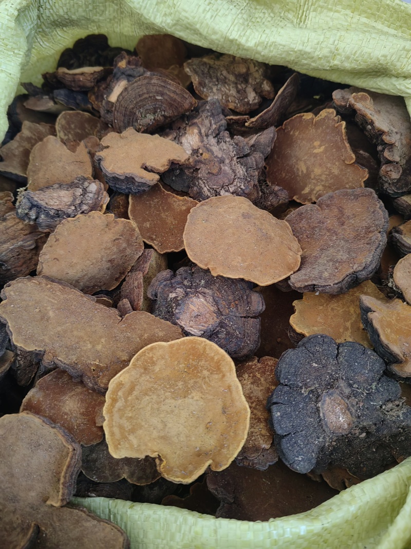 白马桑菌