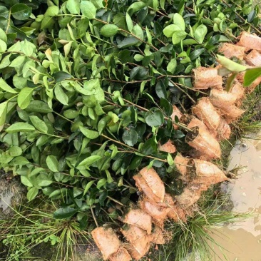 江西油茶苗直生杯苗基地直发量大从优数十年育苗经验欢迎咨询