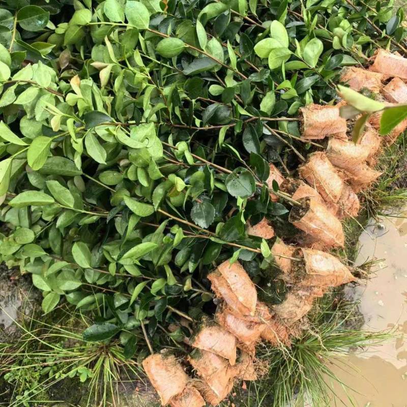 江西油茶苗直生杯苗基地直发量大从优数十年育苗经验欢迎咨询
