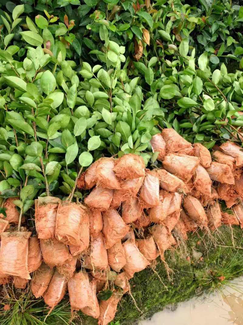 江西油茶苗直生杯苗基地直发量大从优数十年育苗经验欢迎咨询