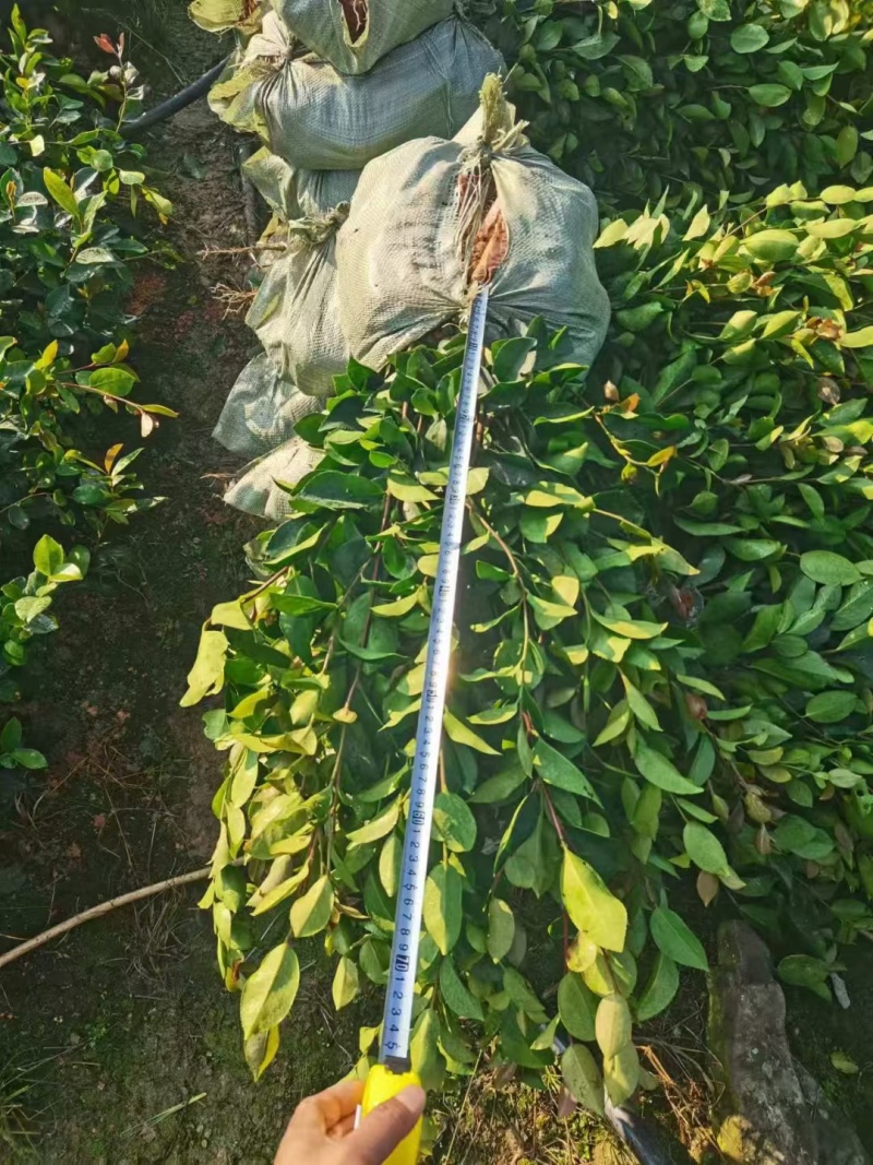 江西油茶苗直生杯苗基地直发量大从优数十年育苗经验欢迎咨询