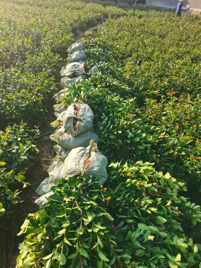 江西油茶苗直生杯苗基地直发量大从优数十年育苗经验欢迎咨询