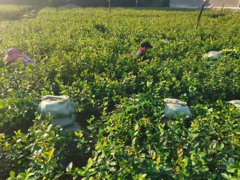 江西油茶苗直生杯苗基地直发量大从优数十年育苗经验欢迎咨询