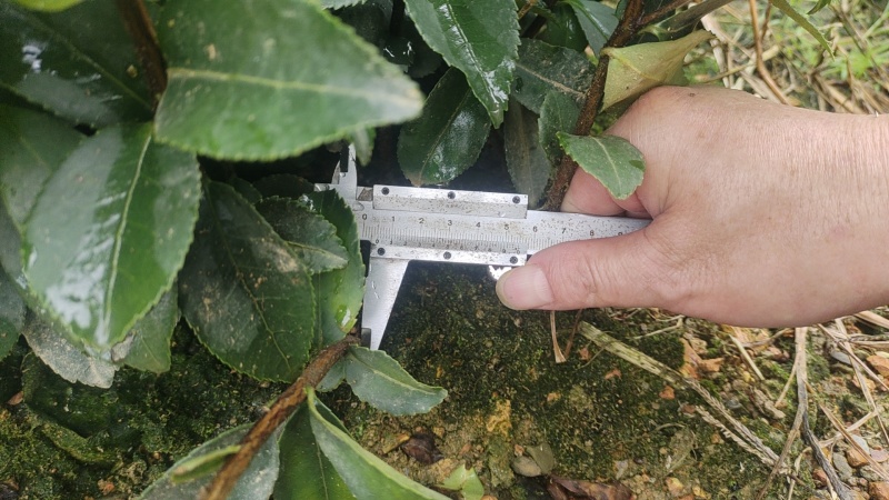 江西油茶苗直生杯苗基地直发量大从优数十年育苗经验欢迎咨询