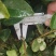 江西油茶苗直生杯苗基地直发量大从优数十年育苗经验欢迎咨询