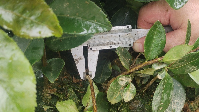 江西油茶苗直生杯苗基地直发量大从优数十年育苗经验欢迎咨询