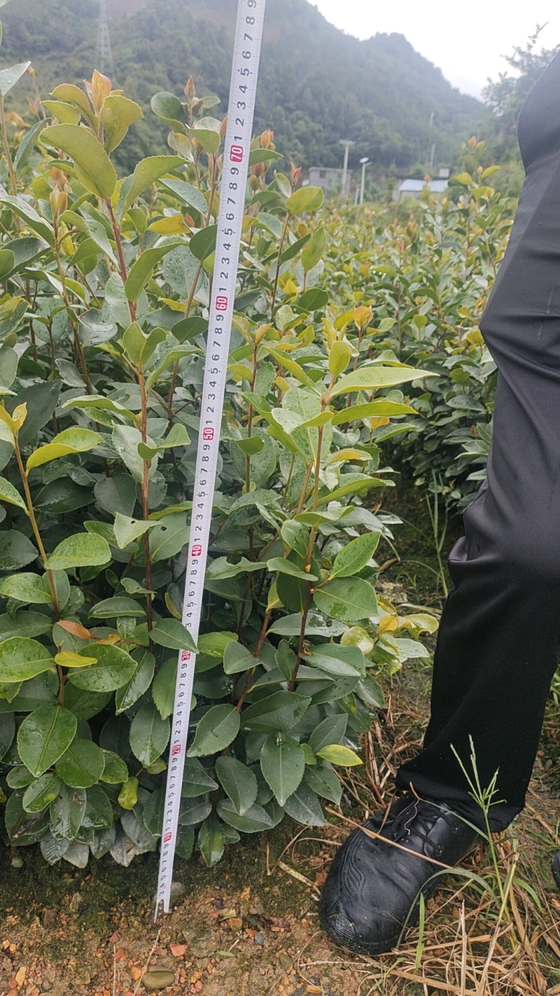 江西油茶苗直生杯苗基地直发量大从优数十年育苗经验欢迎咨询