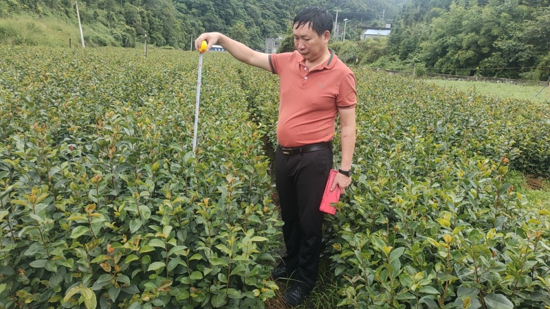 江西油茶苗直生杯苗基地直发量大从优数十年育苗经验欢迎咨询