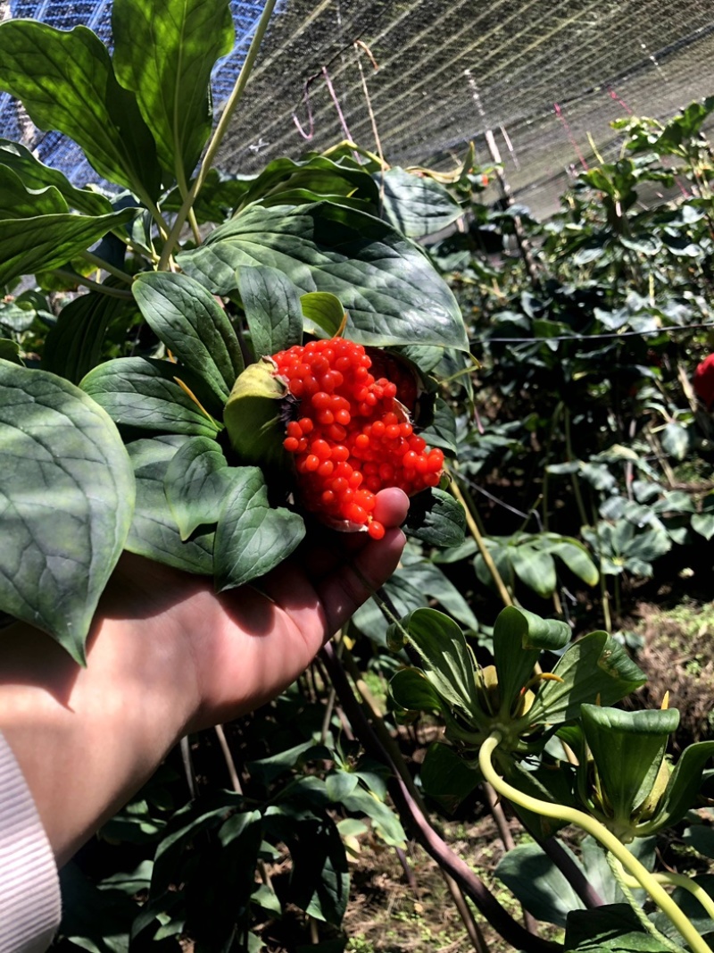 寻找赤峰市区临期食品经销商