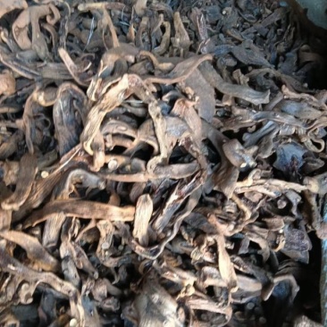 贵州骨碎补