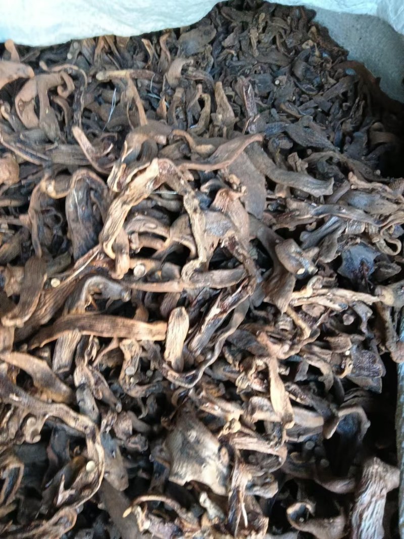 贵州骨碎补