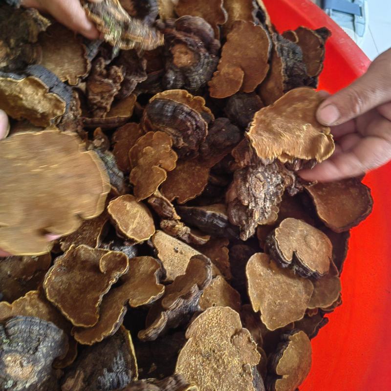 白马桑菌