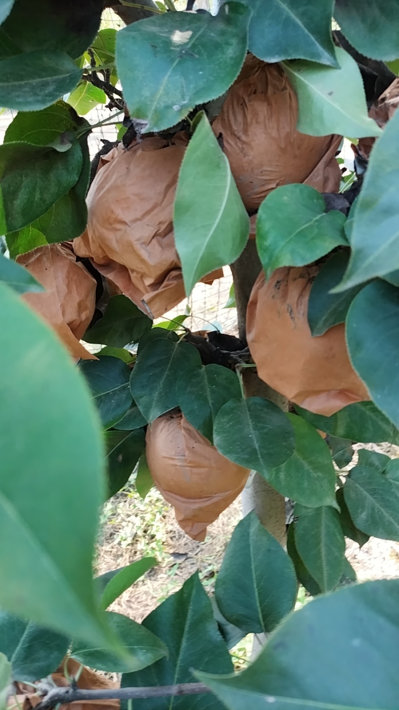 晚秋黄梨