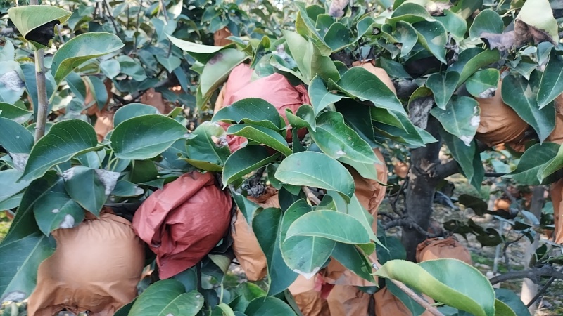 晚秋黄梨