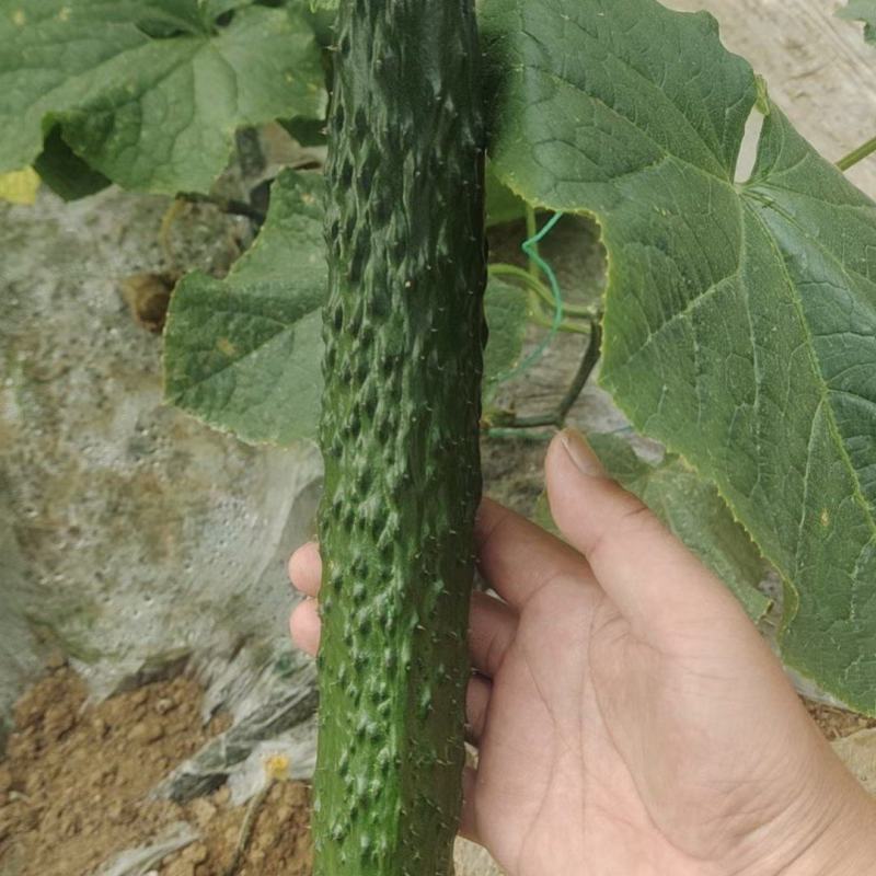 黄瓜苗，精品大黄瓜苗，产量高，抗病能力强。