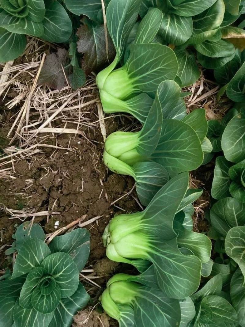 黑甜苏矮脚苏州青种子黑大头油菜种子肉厚耐寒蔬菜种子