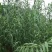 绿洲一号芦竹耐寒