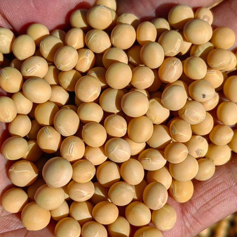 东北高蛋白大豆42蛋白11个水