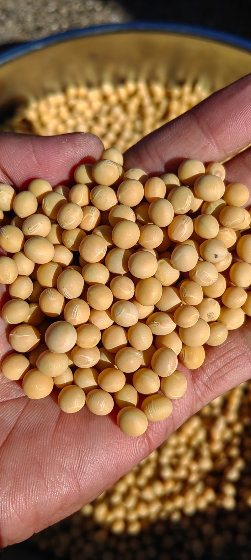 东北高蛋白大豆42蛋白11个水