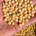 东北高蛋白大豆42蛋白11个水