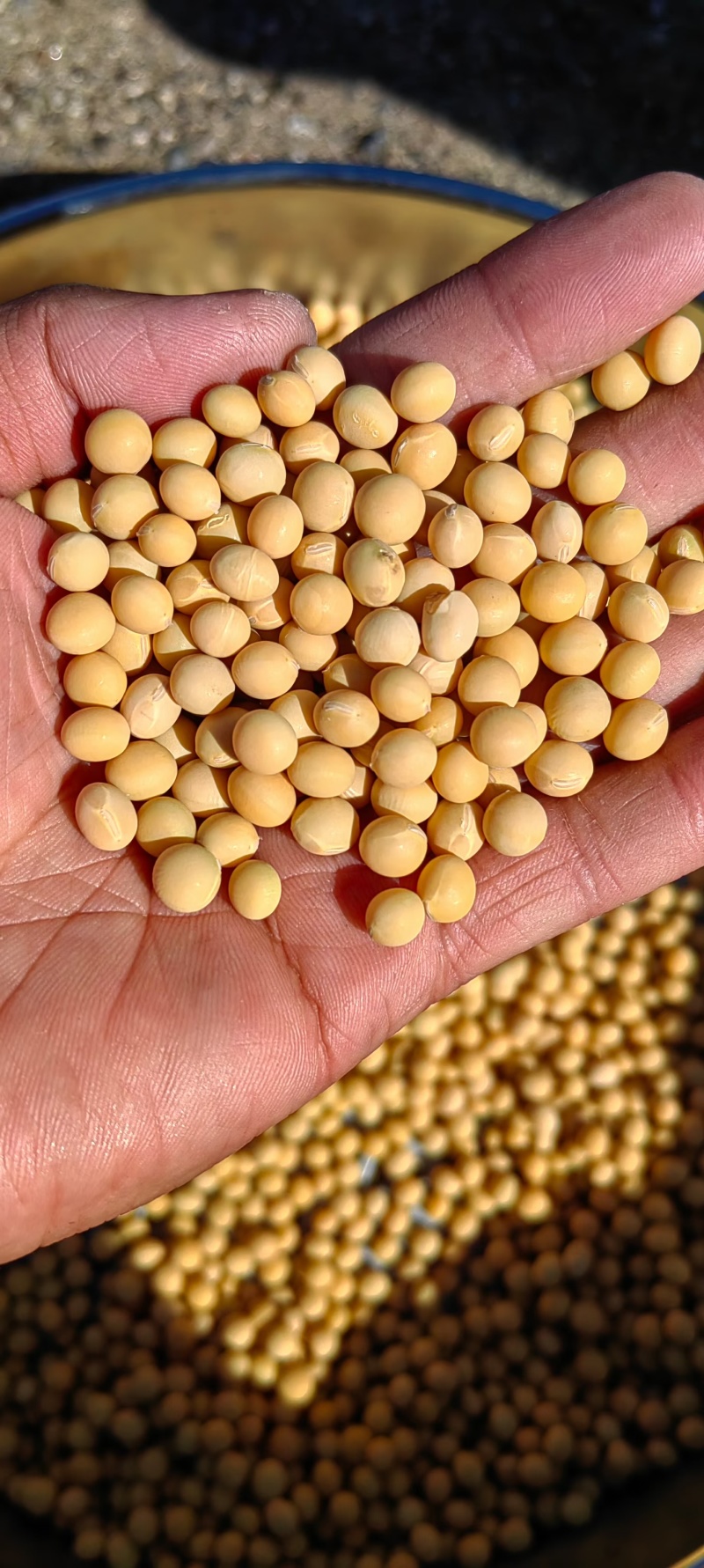 东北高蛋白大豆42蛋白11个水