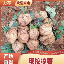 凉薯（豆薯）地瓜土瓜红土地种植（肉嫩、味甜、汁多、无渣）