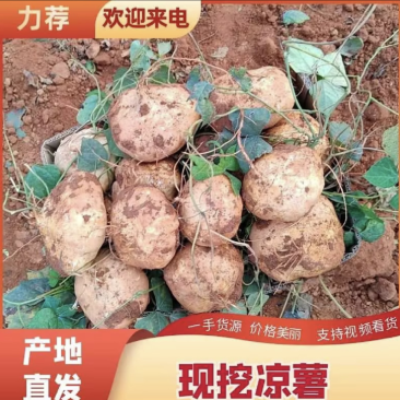 凉薯（豆薯）地瓜土瓜红土地种植（肉嫩、味甜、汁多、无渣）