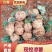 凉薯（豆薯）地瓜土瓜红土地种植（肉嫩、味甜、汁多、无渣）