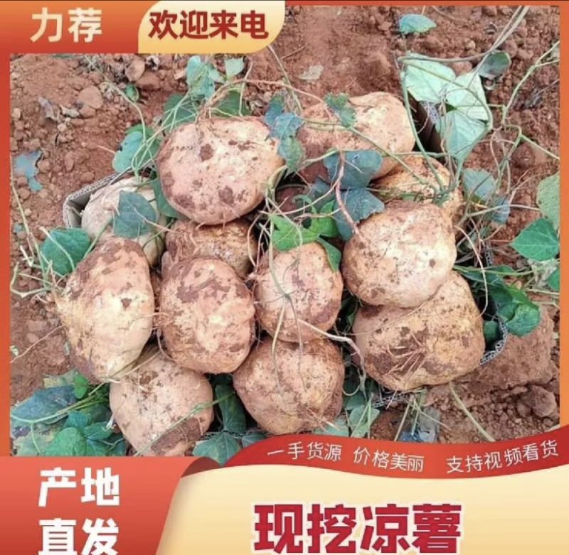 凉薯（豆薯）地瓜土瓜红土地种植（肉嫩、味甜、汁多、无渣）