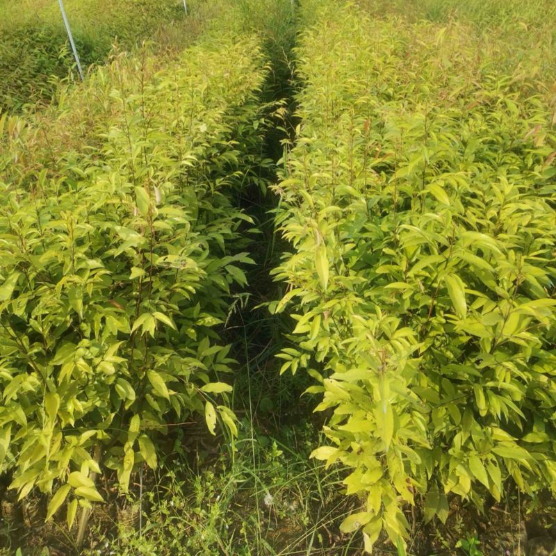广西红椎苗大量出货保存活视频看货欢迎采购联系