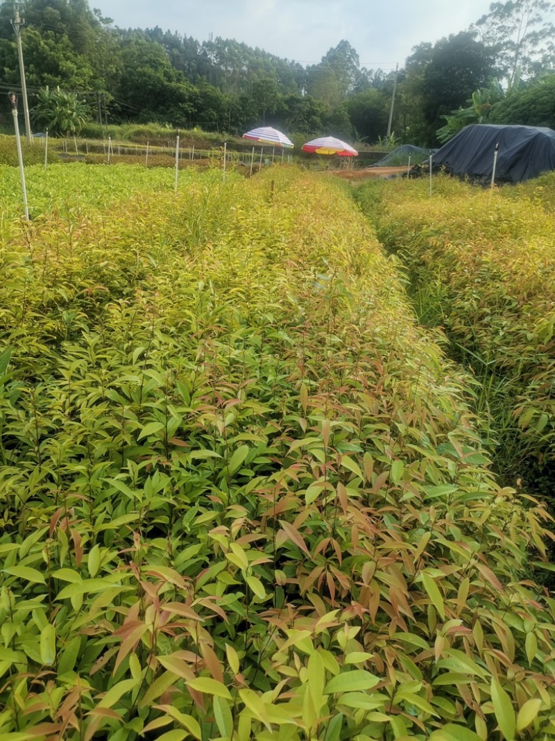 广西红椎苗大量出货保存活视频看货欢迎采购联系