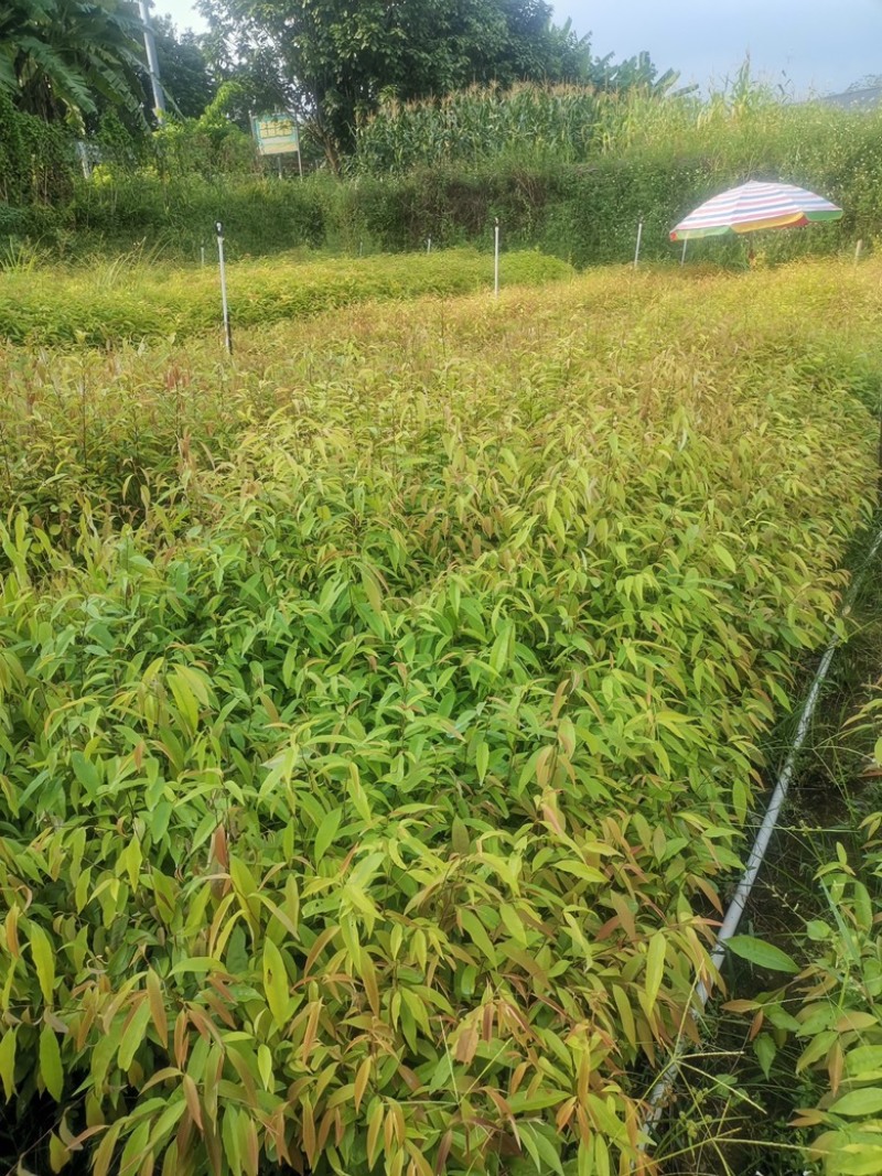 广西红椎苗大量出货保存活视频看货欢迎采购联系