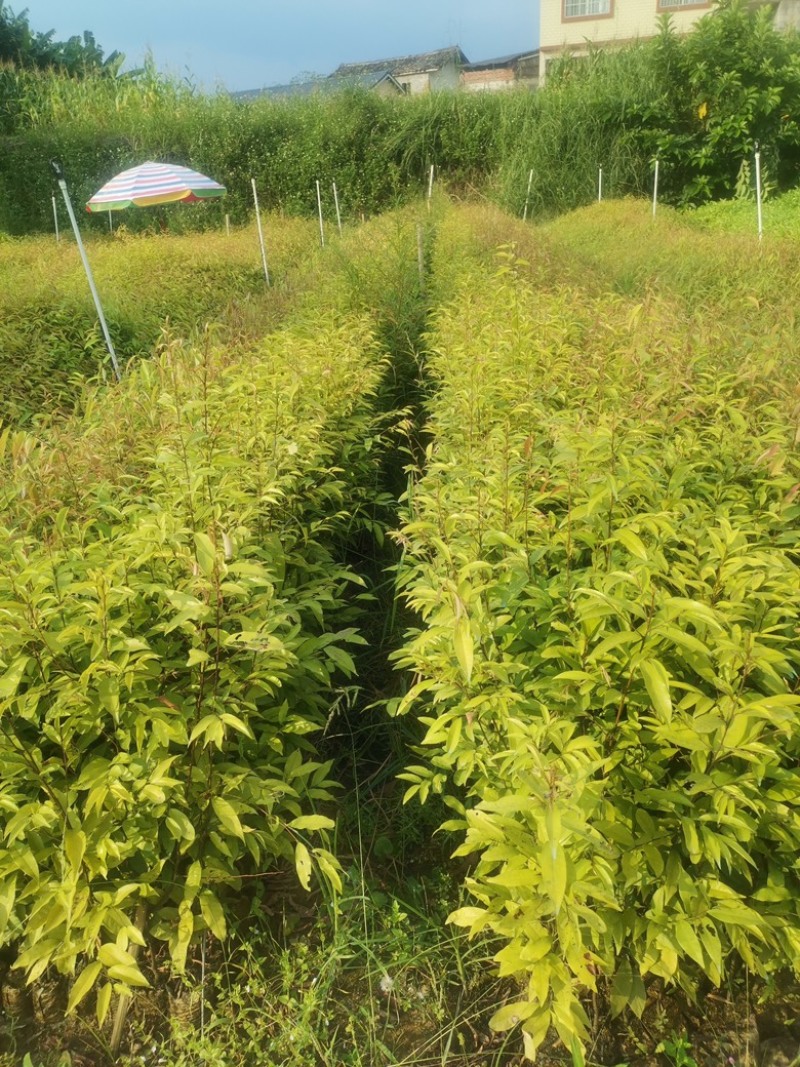 广西红椎苗大量出货保存活视频看货欢迎采购联系
