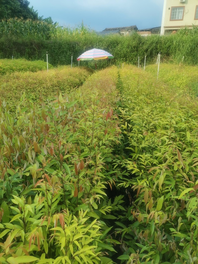 广西红椎苗大量出货保存活视频看货欢迎采购联系