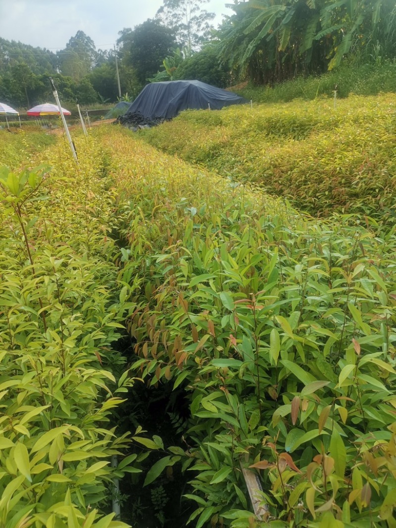 广西红椎苗大量出货保存活视频看货欢迎采购联系