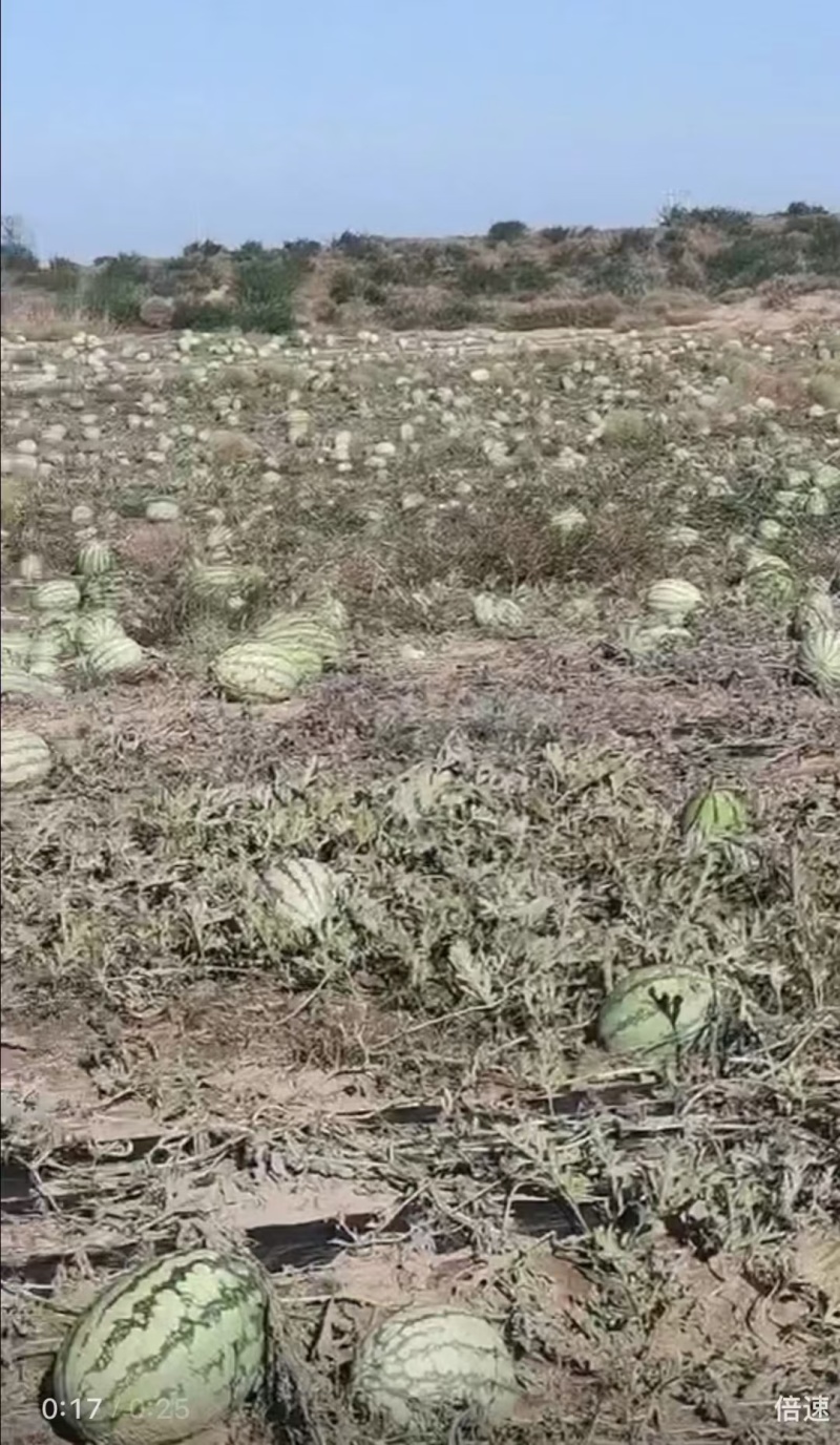 沙漠地西瓜