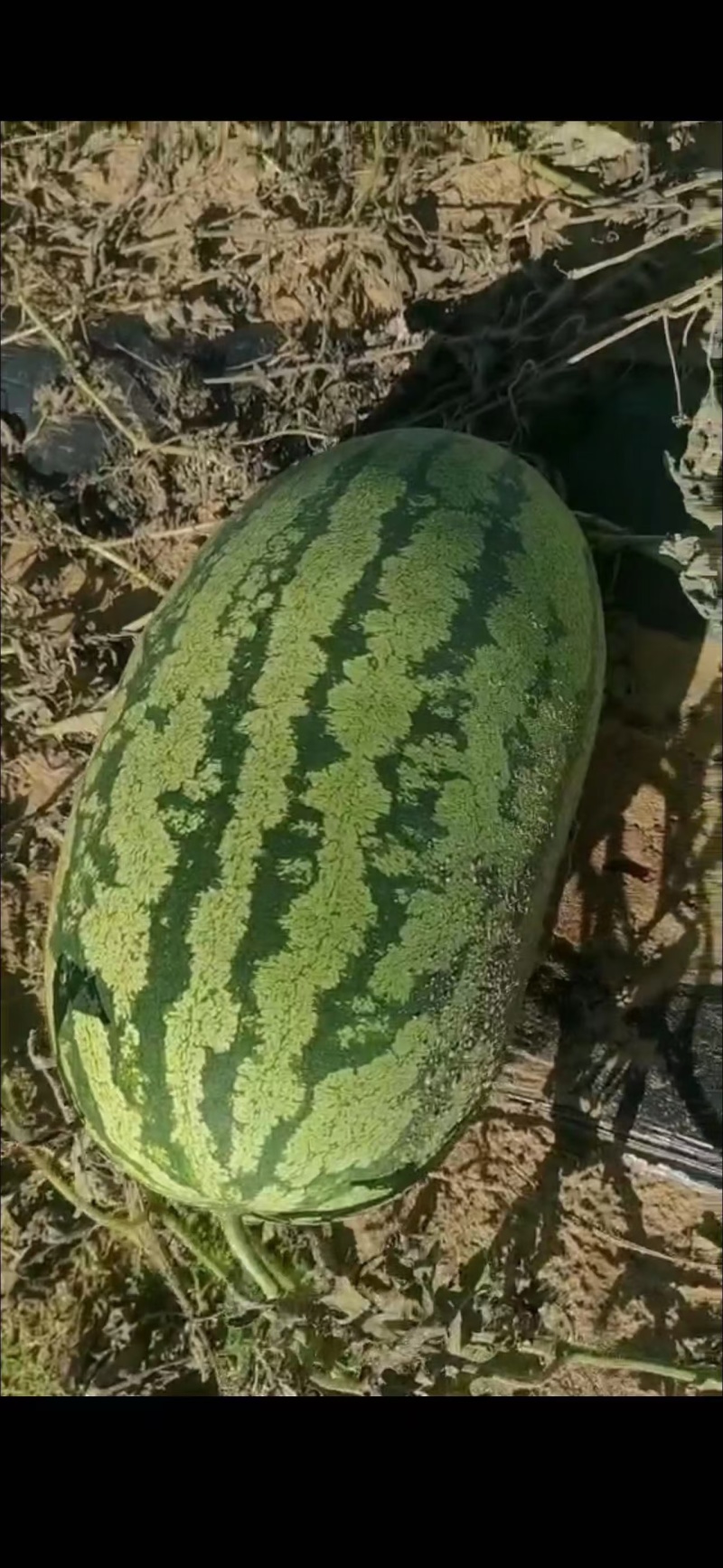 沙漠地西瓜