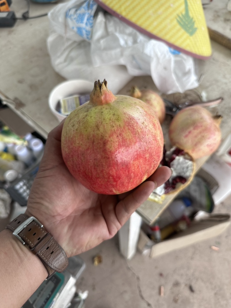突尼斯软籽石榴。地头囤货价。
